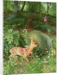 Young Roe Deer in Adel Woods, 1999 by Raymond Booth