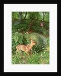 Young Roe Deer in Adel Woods, 1999 by Raymond Booth
