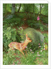 Young Roe Deer in Adel Woods, 1999 by Raymond Booth