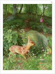 Young Roe Deer in Adel Woods, 1999 by Raymond Booth