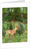 Young Roe Deer in Adel Woods, 1999 by Raymond Booth