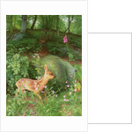 Young Roe Deer in Adel Woods, 1999 by Raymond Booth