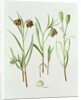 Fritillaria Kurdica, 1994 by Raymond Booth