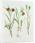 Fritillaria Kurdica, 1994 by Raymond Booth