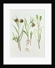 Fritillaria Kurdica, 1994 by Raymond Booth