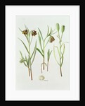 Fritillaria Kurdica, 1994 by Raymond Booth
