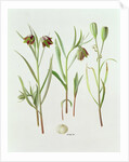 Fritillaria Kurdica, 1994 by Raymond Booth