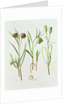 Fritillaria Kurdica, 1994 by Raymond Booth