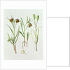 Fritillaria Kurdica, 1994 by Raymond Booth