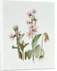 Fritillaria Stenanthera, 1993 by Raymond Booth