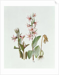 Fritillaria Stenanthera, 1993 by Raymond Booth