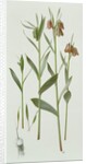 Fritillaria Hermonis Amana, 1993 by Raymond Booth