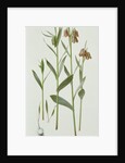 Fritillaria Hermonis Amana, 1993 by Raymond Booth