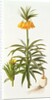 Fritillaria Eduardii, 1990 by Raymond Booth