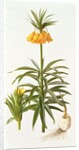 Fritillaria Eduardii, 1990 by Raymond Booth