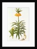 Fritillaria Eduardii, 1990 by Raymond Booth