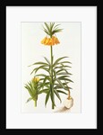 Fritillaria Eduardii, 1990 by Raymond Booth