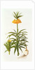Fritillaria Eduardii, 1990 by Raymond Booth