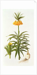 Fritillaria Eduardii, 1990 by Raymond Booth