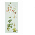 Lilium Pardalinum, 1990 by Raymond Booth