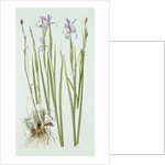 Iris Spuria, 1994 by Raymond Booth