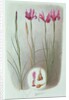 Iris Filifolia, 1993 by Raymond Booth