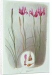 Iris Filifolia, 1993 by Raymond Booth