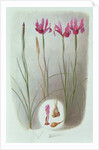 Iris Filifolia, 1993 by Raymond Booth