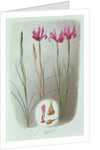 Iris Filifolia, 1993 by Raymond Booth