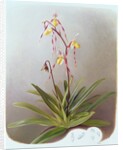 Paphiopedilum Philippinense, 1995 by Raymond Booth