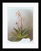 Paphiopedilum Philippinense, 1995 by Raymond Booth
