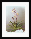 Paphiopedilum Philippinense, 1995 by Raymond Booth