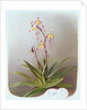 Paphiopedilum Philippinense, 1995 by Raymond Booth