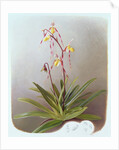 Paphiopedilum Philippinense, 1995 by Raymond Booth
