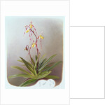 Paphiopedilum Philippinense, 1995 by Raymond Booth