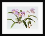 Cattleya Mossiae, 1996 by Raymond Booth