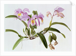 Cattleya Mossiae, 1996 by Raymond Booth