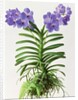 Vanda Rothschildiana, 1999 by Raymond Booth
