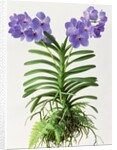 Vanda Rothschildiana, 1999 by Raymond Booth