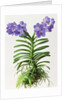 Vanda Rothschildiana, 1999 by Raymond Booth