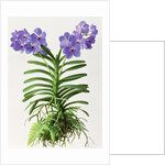 Vanda Rothschildiana, 1999 by Raymond Booth