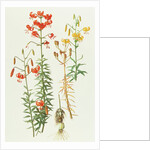 Lilium Amabile, 1991 by Raymond Booth