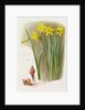 Narcissus Hispanicas Bujei, 1992 by Raymond Booth