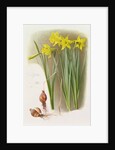Narcissus Hispanicas Bujei, 1992 by Raymond Booth