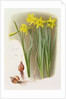 Narcissus Hispanicas Bujei, 1992 by Raymond Booth