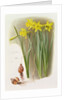Narcissus Hispanicas Bujei, 1992 by Raymond Booth