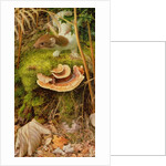 Stoat in Winter, 2000 by Raymond Booth