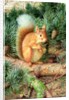 Red Squirrel, 1999 by Raymond Booth