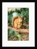Red Squirrel, 1999 by Raymond Booth