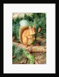 Red Squirrel, 1999 by Raymond Booth
